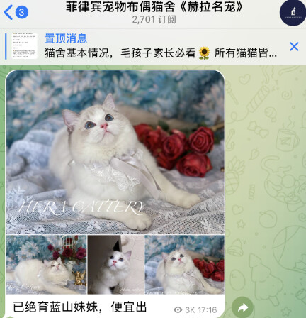 菲律宾宠物布偶猫舍